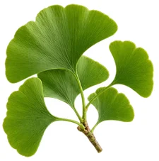 Venarix Cream - Centella asiatica-ekstrakt
