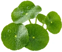 Venarix Cream - Centella asiatica-ekstrakt