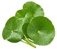 Venarix Cream - Centella-asiatica-Extrakt