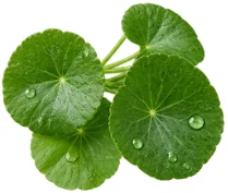 Venarix Cream - estratto di Centella asiatica