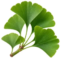 Venarix Cream - estratto di foglie di Ginkgo biloba