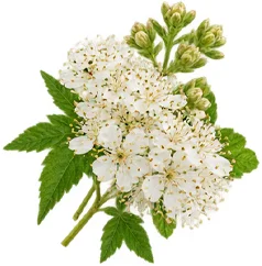 Venarix Cream - Ginkgo biloba-bladekstrakt