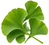 Venarix Cream - Ginkgo biloba-bladekstrakt