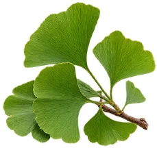 Venarix Cream - Ginkgo-biloba-Blattextrakt