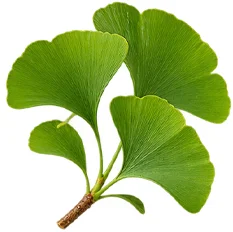 Venarix Cream - Ginkgo-biloba-Blattextrakt
